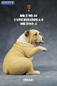 1/6 Scale Bulldog giving a paw (cream)