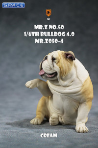 1/6 Scale Bulldog giving a paw (cream)