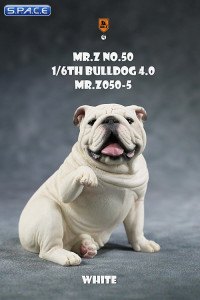 1/6 Scale Bulldog giving a paw (white)