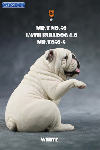 1/6 Scale Bulldog giving a paw (white)