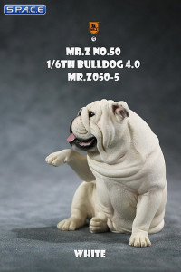 1/6 Scale Bulldog giving a paw (white)