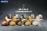 1/6 Scale Bulldog giving a paw (white)