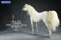 1/6 Scale Arabian Horse (white)