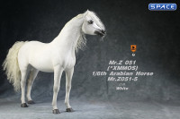 1/6 Scale Arabian Horse (white)