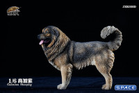 1/6 Scale Caucasian Sheepdog (black/brown)