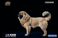 1/6 Scale Caucasian Sheepdog (brown)