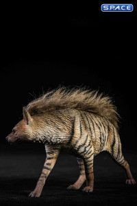 1/6 Scale Striped Hyaena (grey)