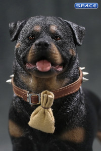 1/6 Scale Rottweiler 2.0 (black)