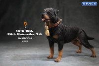 1/6 Scale Rottweiler 2.0 (black)