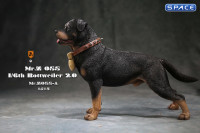 1/6 Scale Rottweiler 2.0 (black)