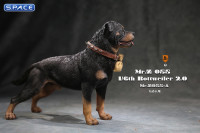 1/6 Scale Rottweiler 2.0 (black)