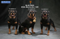 1/6 Scale Rottweiler 2.0 (black)