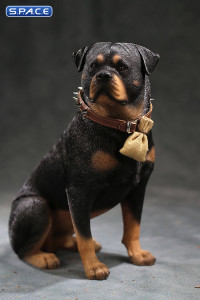 1/6 Scale sitting Rottweiler 2.0 (black)