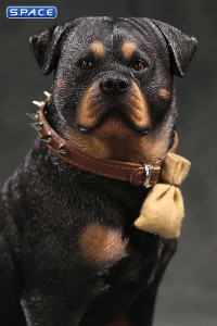 1/6 Scale sitting Rottweiler 2.0 (black)