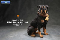 1/6 Scale sitting Rottweiler 2.0 (black)