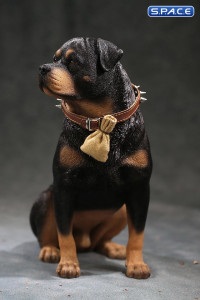 1/6 Scale sitting Rottweiler 2.0 (black)