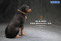 1/6 Scale sitting Rottweiler 2.0 (black)