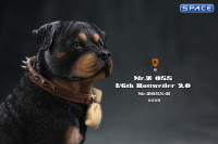 1/6 Scale sitting Rottweiler 2.0 (black)