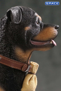 1/6 Scale Rottweiler 2.0 (black/dark brown)