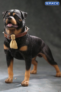 1/6 Scale Rottweiler 2.0 (black/dark brown)