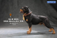 1/6 Scale Rottweiler 2.0 (black/dark brown)