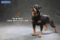 1/6 Scale Rottweiler 2.0 (black/dark brown)