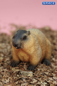 1/6 Scale Marmota Version A