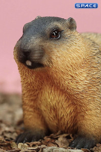 1/6 Scale Marmota Version A