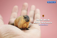 1/6 Scale Marmota Version A