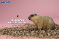 1/6 Scale Marmota Version A