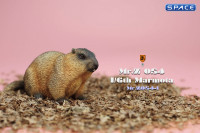 1/6 Scale Marmota Version A