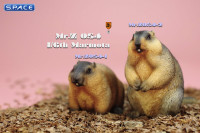 1/6 Scale Marmota Version A