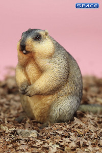 1/6 Scale Marmota Version B