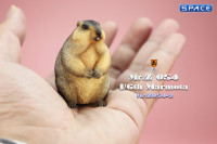 1/6 Scale Marmota Version B