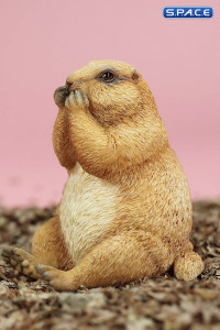 1/6 Scale Marmota Version C