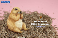 1/6 Scale Marmota Version C