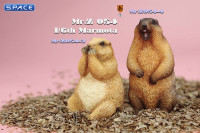 1/6 Scale Marmota Version C