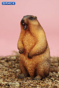 1/6 Scale Marmota Version D