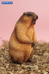 1/6 Scale Marmota Version D