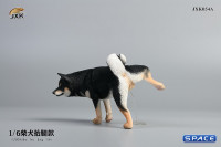 1/6 Scale Shiba Inu leg lift (black)