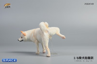 1/6 Scale Shiba Inu leg lift (white)