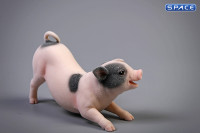 1/6 Scale Little Pig A1