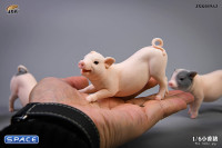 1/6 Scale Little Pig A3