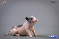 1/6 Scale Little Pig C2