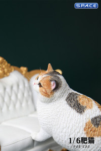 1/6 Scale Fat Cat (tricolor)