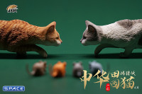 1/6 Scale hunting Cat (red)