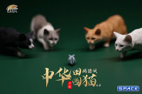 1/6 Scale hunting Cat (black)