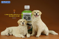 1/6 Scale lying Golden Retriever Version 1A