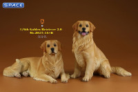 1/6 Scale lying Golden Retriever Version 4A