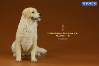 1/6 Scale sitting Golden Retriever Version 1B